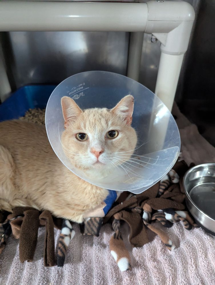 Cecil, a male orange cat, shown sitting in a shelter cage with a protective cone around his neck and bandages on both front paws. 