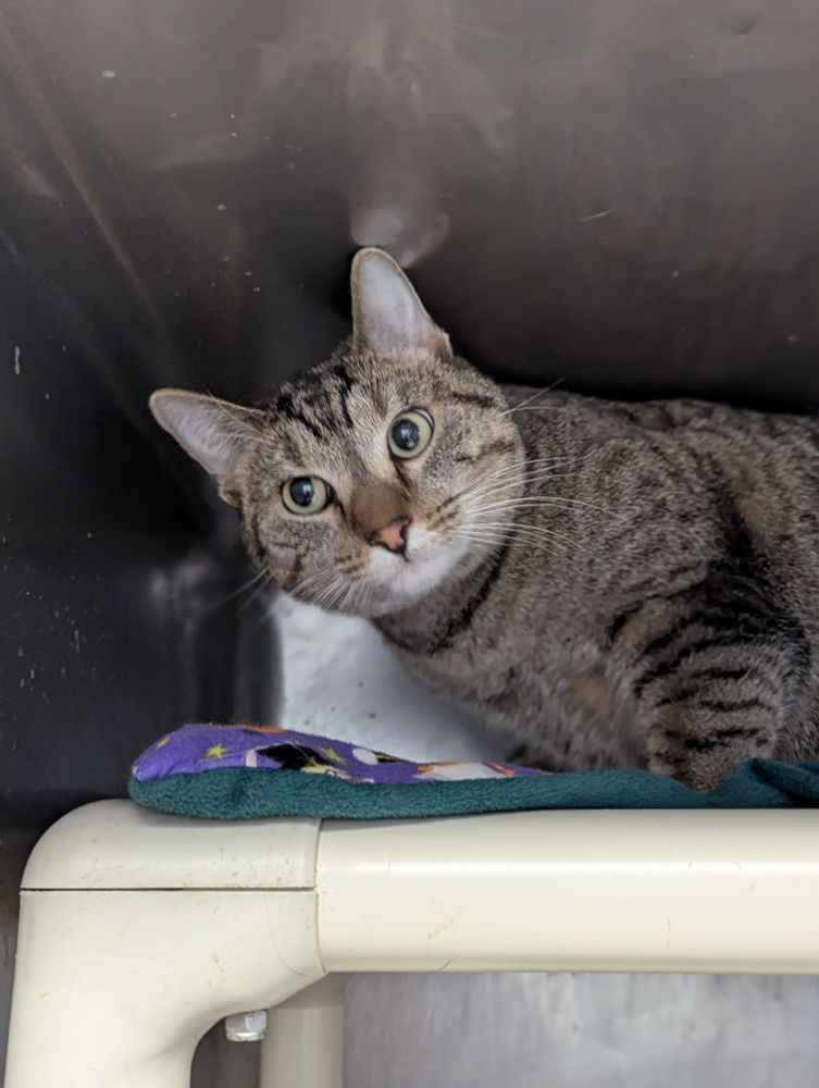 A female brown tabby cat named Northern Spy sitting in a shelter cage