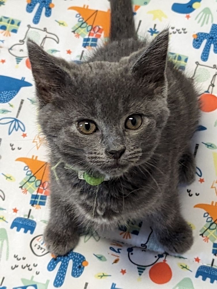A tiny gray female kitten peering up from the floor of a kitten playpen.