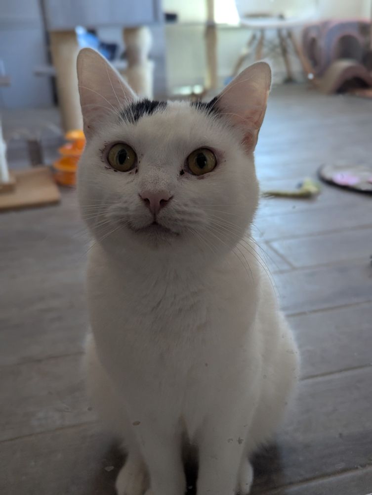 A male cat named Frantic gazing out the door of a cat shelter's free roam cat room. Frantic is 9 months old. His fur is mostly white with black spots on his head. 