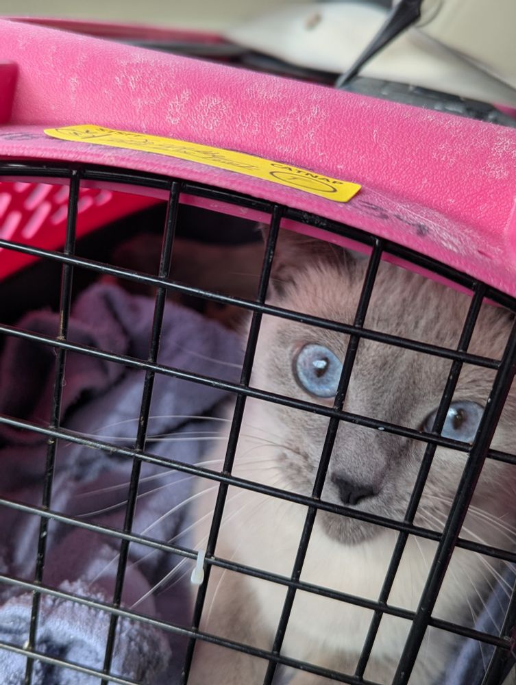 Jazetta, a beautiful Lilac Point Siamese, gazing out from a pink cat carrier just after spay surgery. 