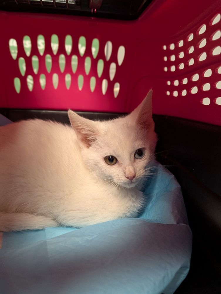 A white kitten named Ziggy Stardust peering out from a pink cat carrier 