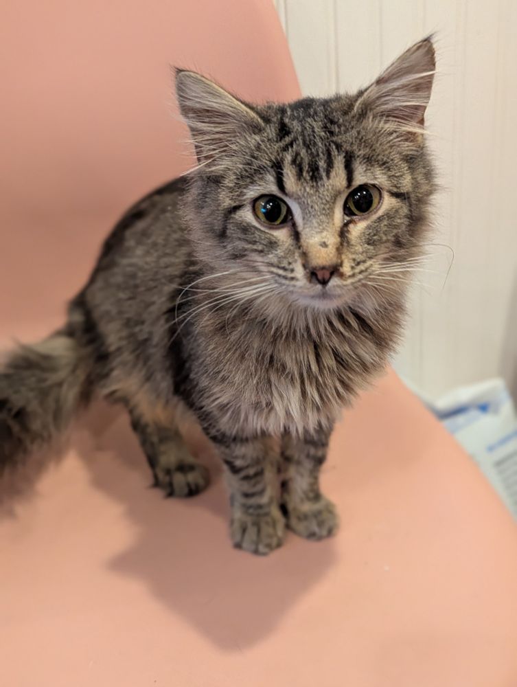 A 5 month old male long haired cat named Giggleshits posing nicely for his photograph