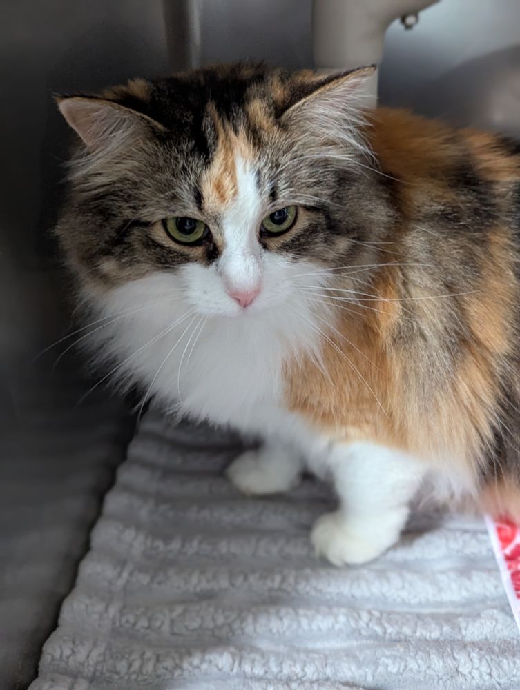 Kemper, a gorgeous 8 year old female long-haired calico tripod cat, looking out of her shelter cage wondering when she'll have a forever home 