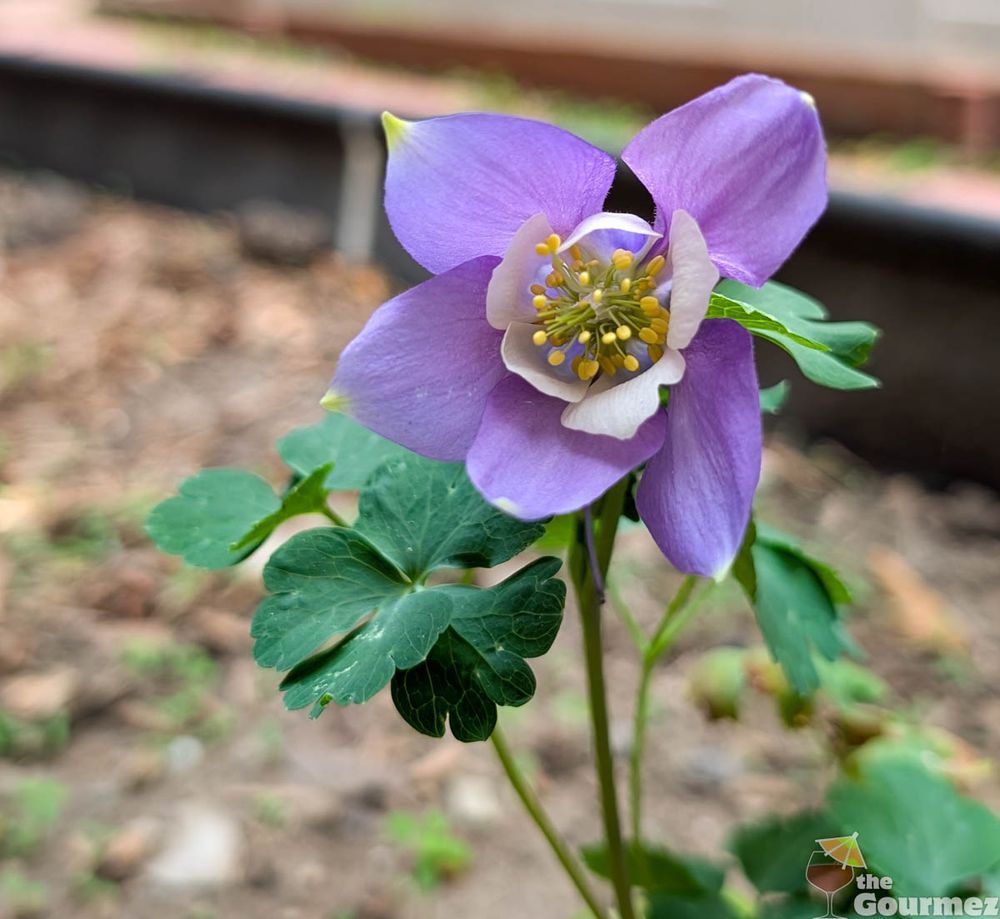 A columbine blossom, with purple petals, yellow tips, and white inner petals.