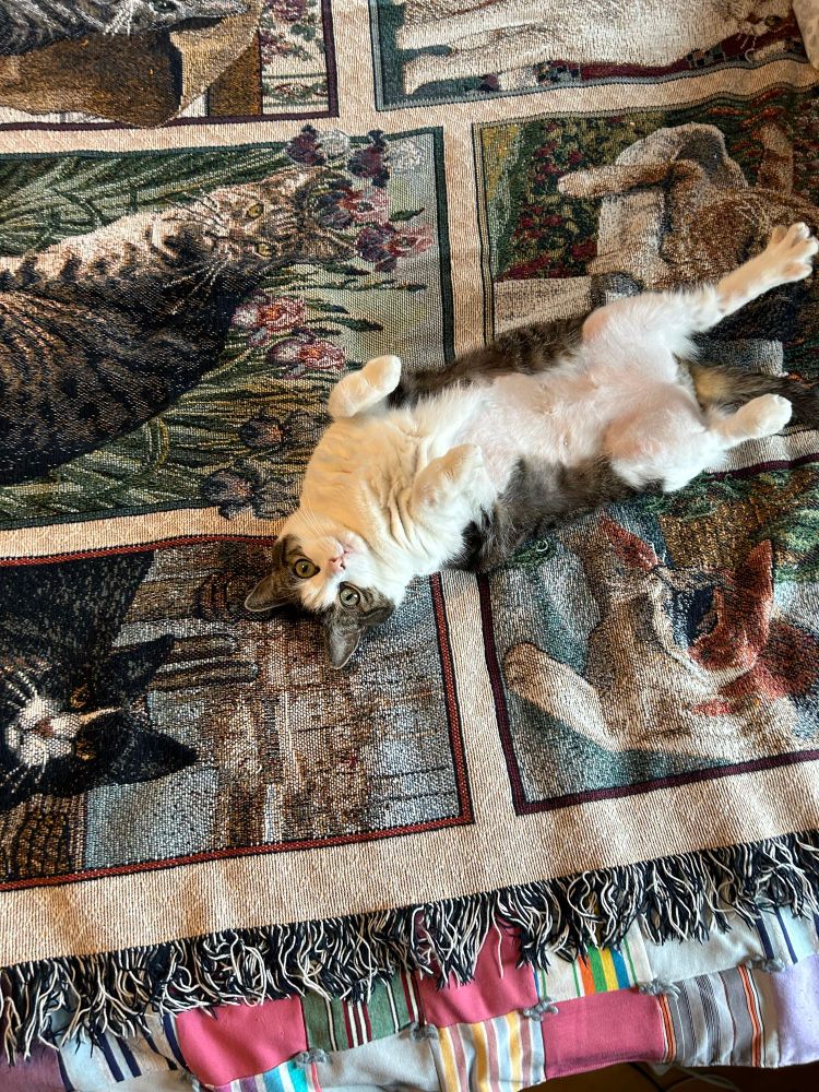 little white and brown cat laying on her back on a cat-printed blanket