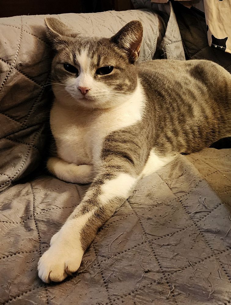Little miss anarchy cat of the apocalypse, Missy, showing off her tattooed arm.