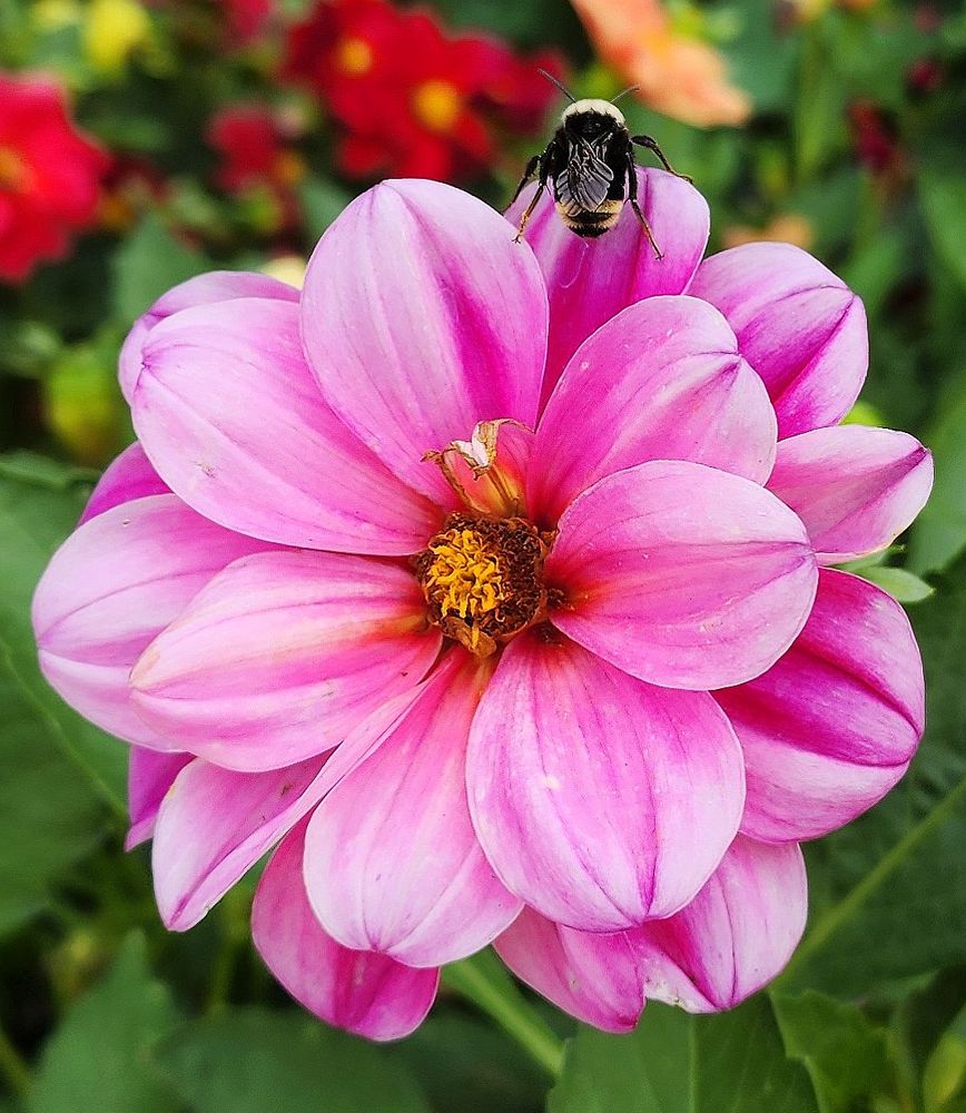 Pretty pink bedding dahlia with a Bumble.