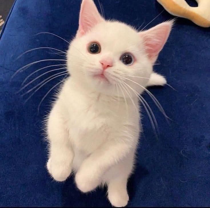 White kitten looking at the camera 