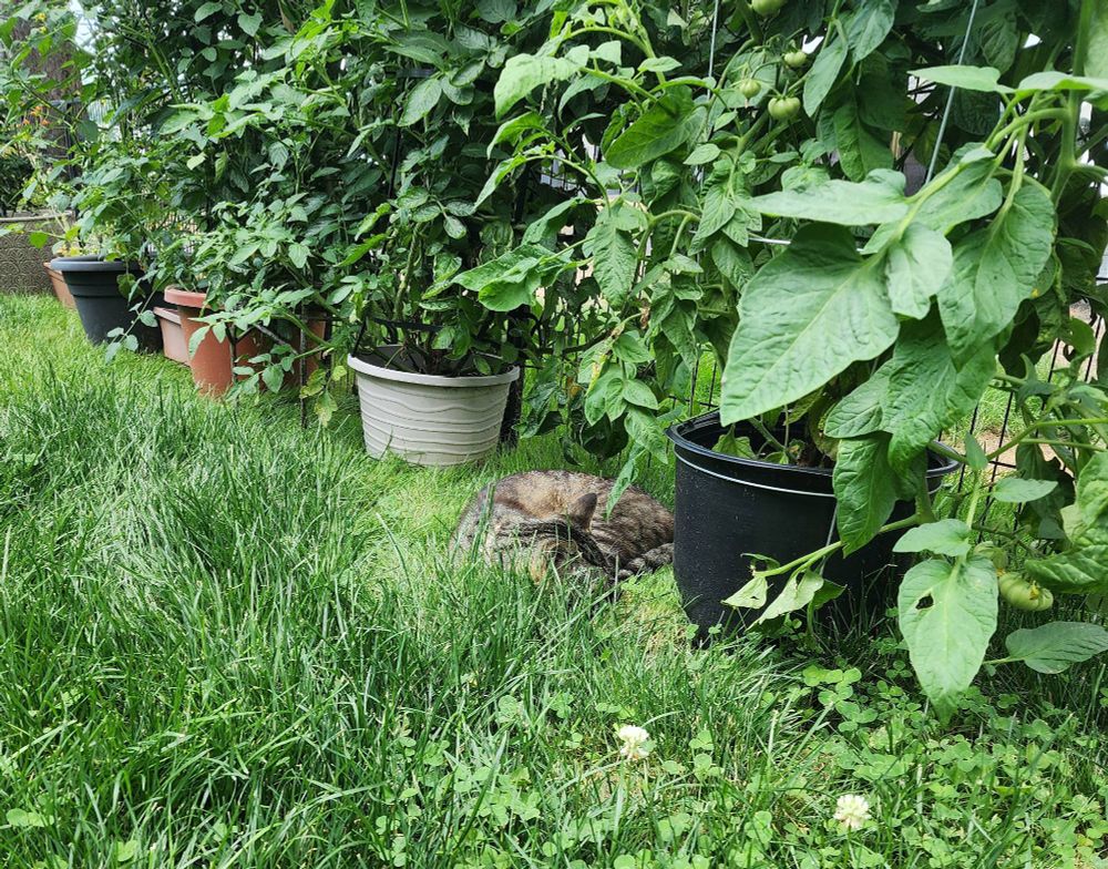 Lucky, basking in my little Resistance Garden.