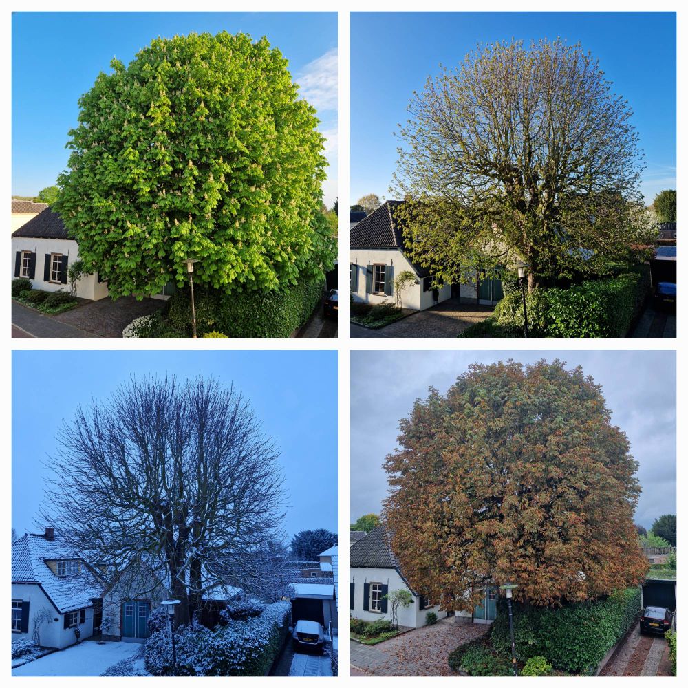 4 seizoenen kastanjeboom