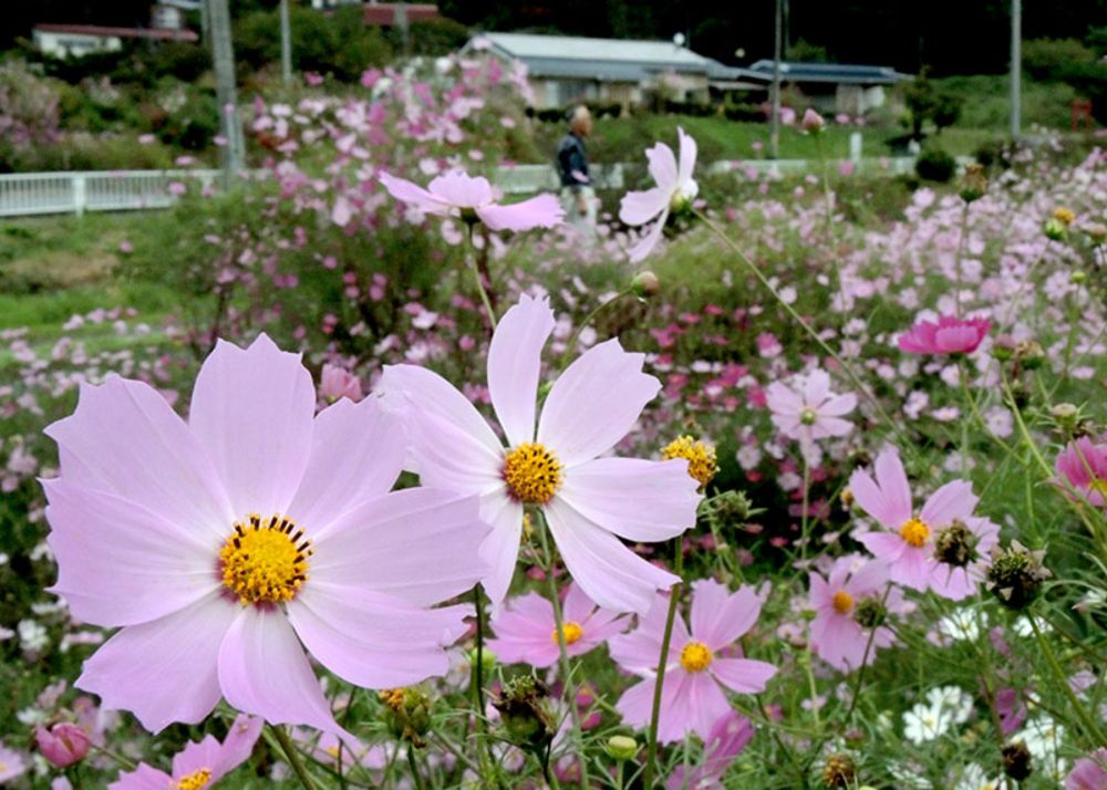 薄紅の花 秋風に揺れ　きょう寒露【一関】