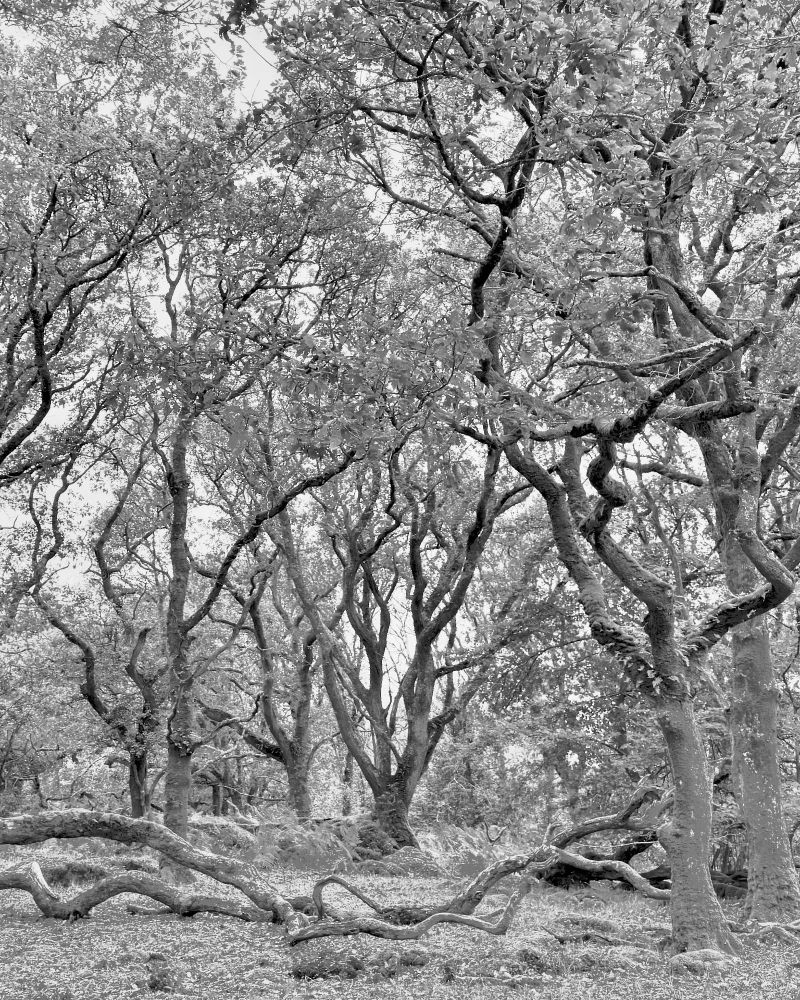 This is a mono, black and white image of knarled oak trees in Ty Canol - an ancient oak woodland in Pembrokeshire, Wales.