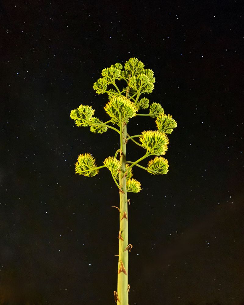 This is a photo of the extraordinary 25-foot flower spike of an agave plant in Herault, France against the backdrop of a very starry night sky. Agave plants flower just once, at the end of their life, and the flower stalk can grow up to a foot a day, sometimes to a height of 35 feet or more. The photo was taken on 25 July 2025.