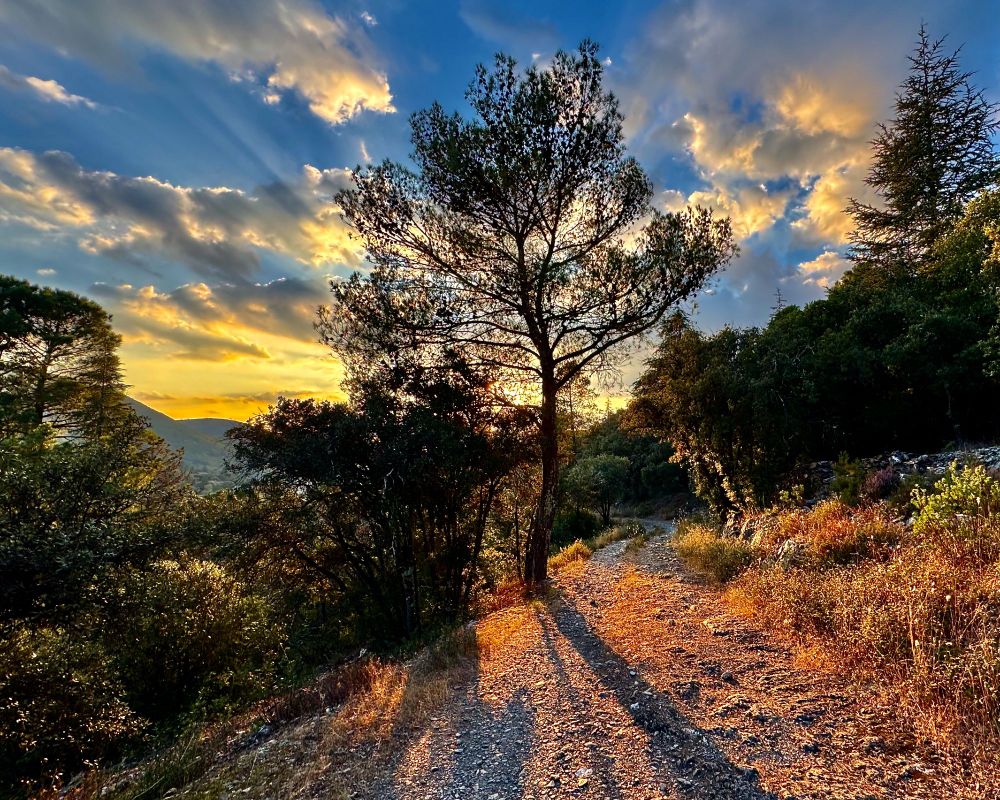 This photo taken on a golden hour autumnal walk through the garrigue in Herault, France in October 2025. A rocky path, turned gold by the sun and streaked with shadows, leads the eye towards a tree in the middle distance. The sky, filled with fluffy clouds, is blue at the top, turning to gold above distant hills. 
