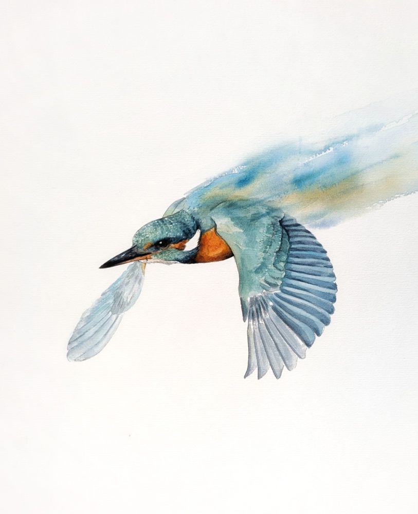 Ijsvogel in vlucht in aquarel waarbij de staart vervaagd is.