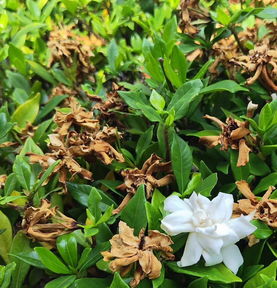 クチナシの植え込み