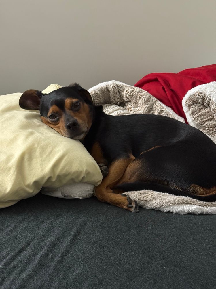 A black and brown dog laying g his head on a pillow. He is sitting on blankets looking at the camera.