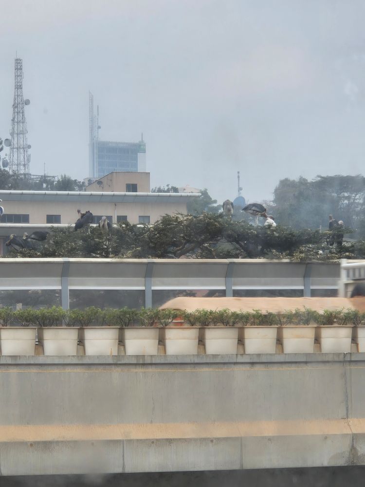 view over nairobi, showing elevated roadway with storks nesting next to it