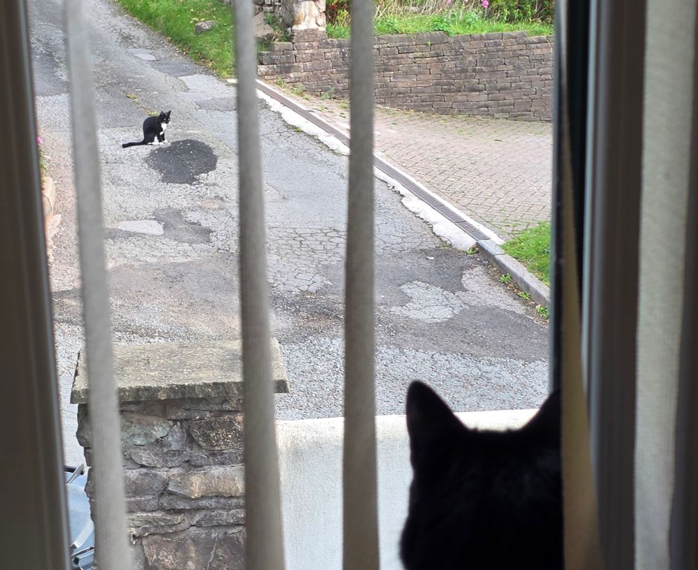 Black cat looking at another cat.