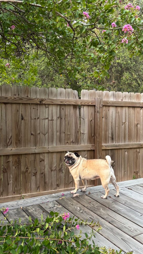 Pug poses on deck next to fallen crepe myrtle