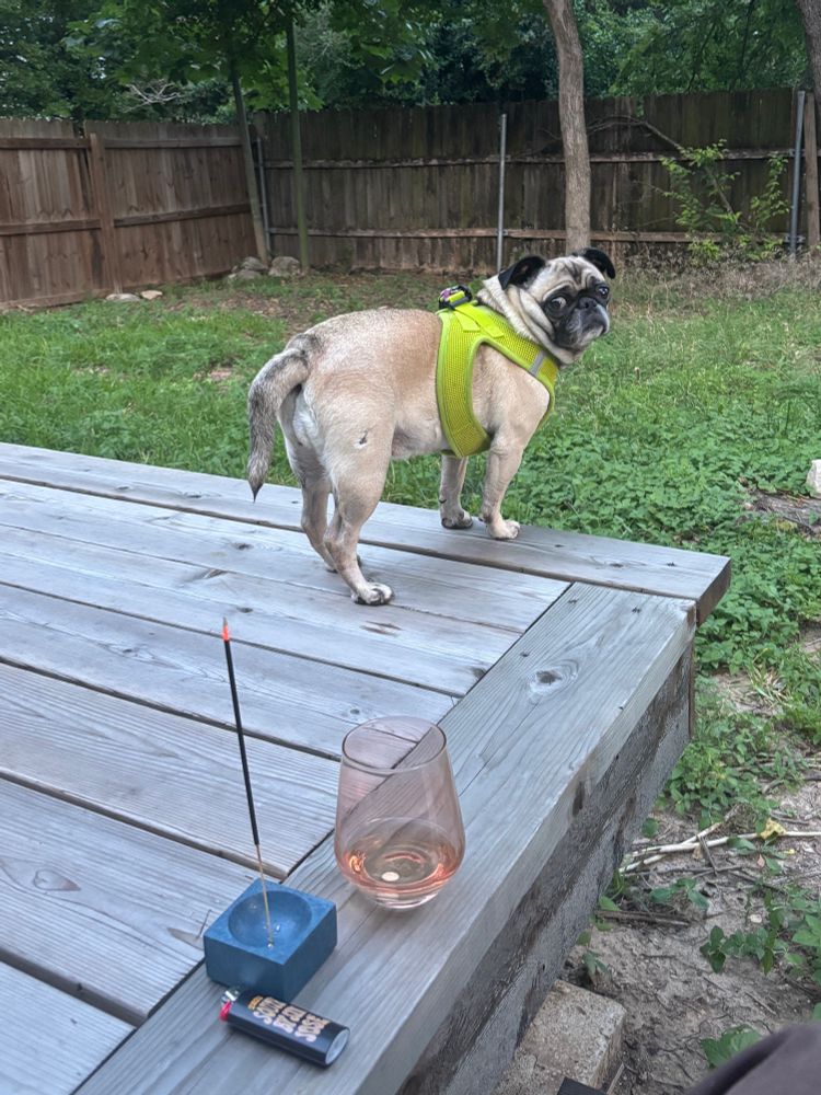 Distant sounds spook pug; on a deck, incense and a glass of wine 