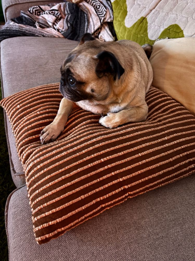 Small pug resting on a pillow, the reflection of reality tv in her eyes
