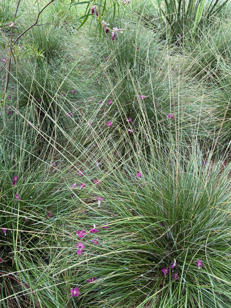 Fallen Desert Willow flowers on Pine Muhly grasses