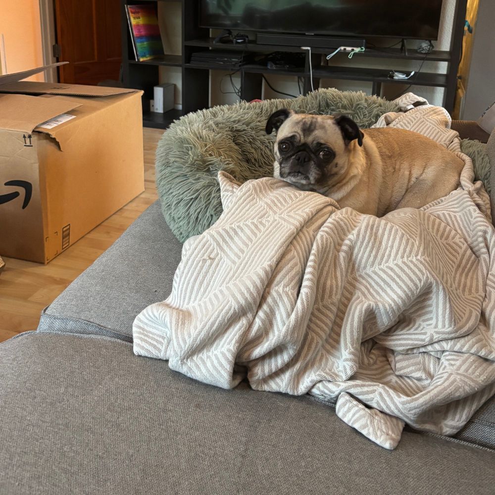 Small, lazy pug in the comfiest stack of cushions, looking at me with shameful confusion