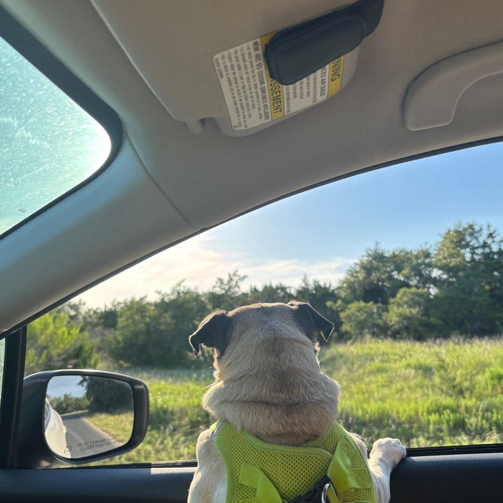 Pug gazing out the passenger window on a summer evening