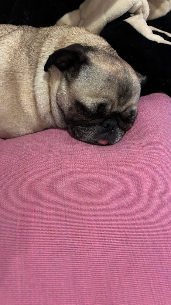 Sleepy pug resting on pink pillow