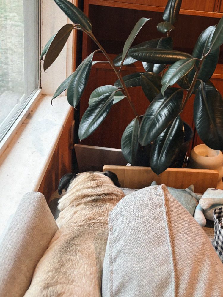 Pug stretched out in between couch cushions, next to a rubber tree plant 