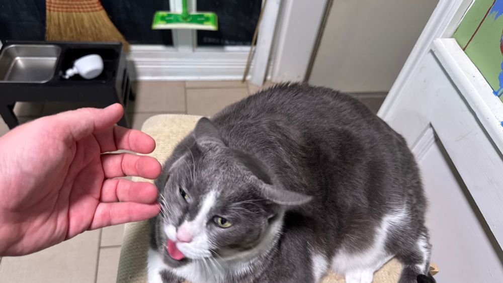 Me holding my hand out to a cat who is in the middle of being squirmy and she looks gross
