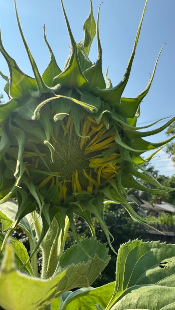 Sunflower about to open up. Lots of sharp green leaves shooting outward, and yellow tendrils curling inward on the face