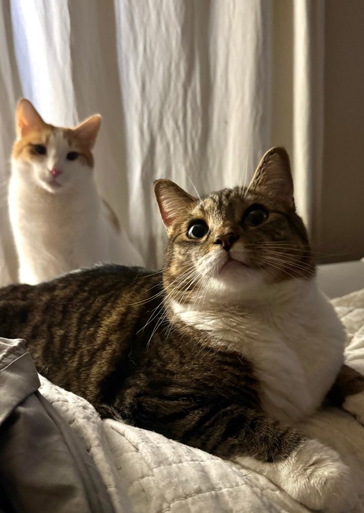 A tabby cat looking upward. Big pupils. A tiny bit cross eyed. There is another cat sitting in the background