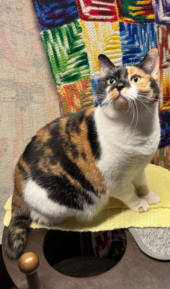 Calico cat sitting n top of a circular shelf with a crocheted afghan behind her