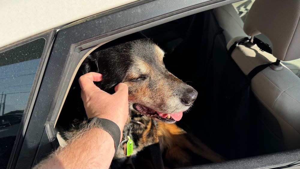 The same dog in a car getting a temple scratch from a hand