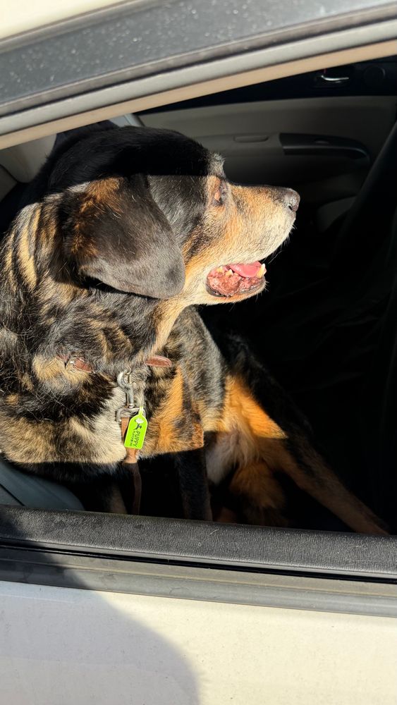 The same dog in the car, but his head is turned away from the camera