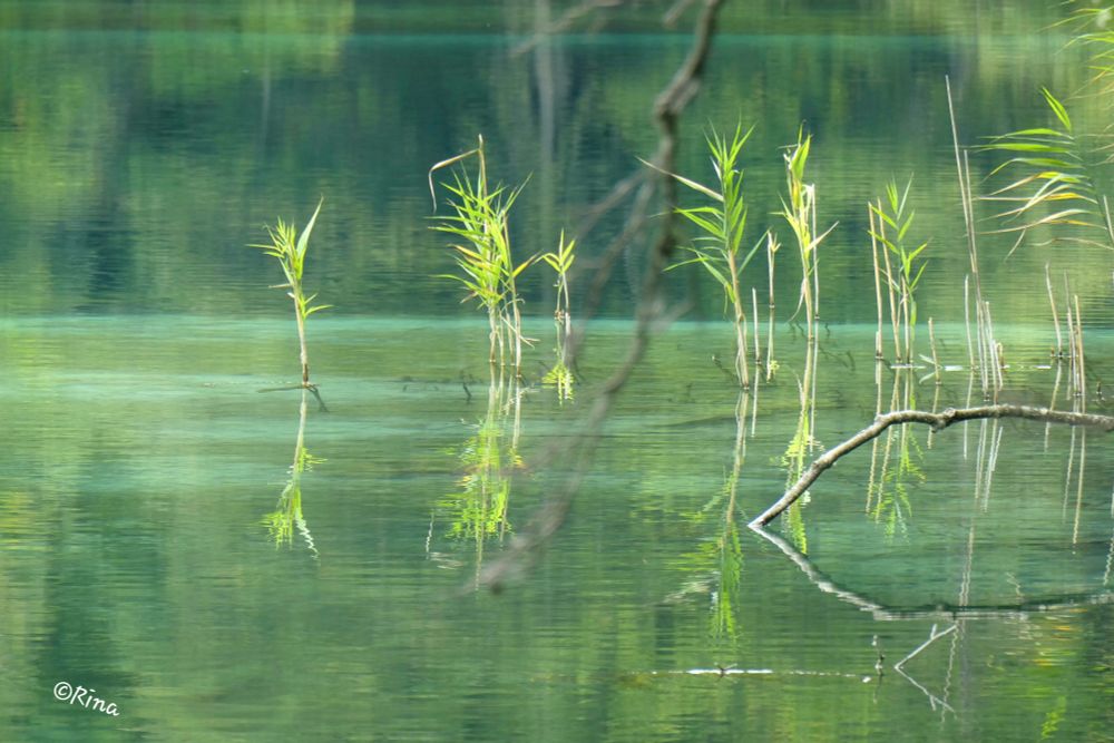 The image shows a close-up of a body of water that has a greenish color. In the foreground, several slender, green reeds rise out of the water, reflecting in it. Also visible are several branches or dead twigs, which are also reflected in the water. The background is blurred and shows more green vegetation, forming the shoreline of the water. The entire scene conveys a sense of tranquility and natural beauty.