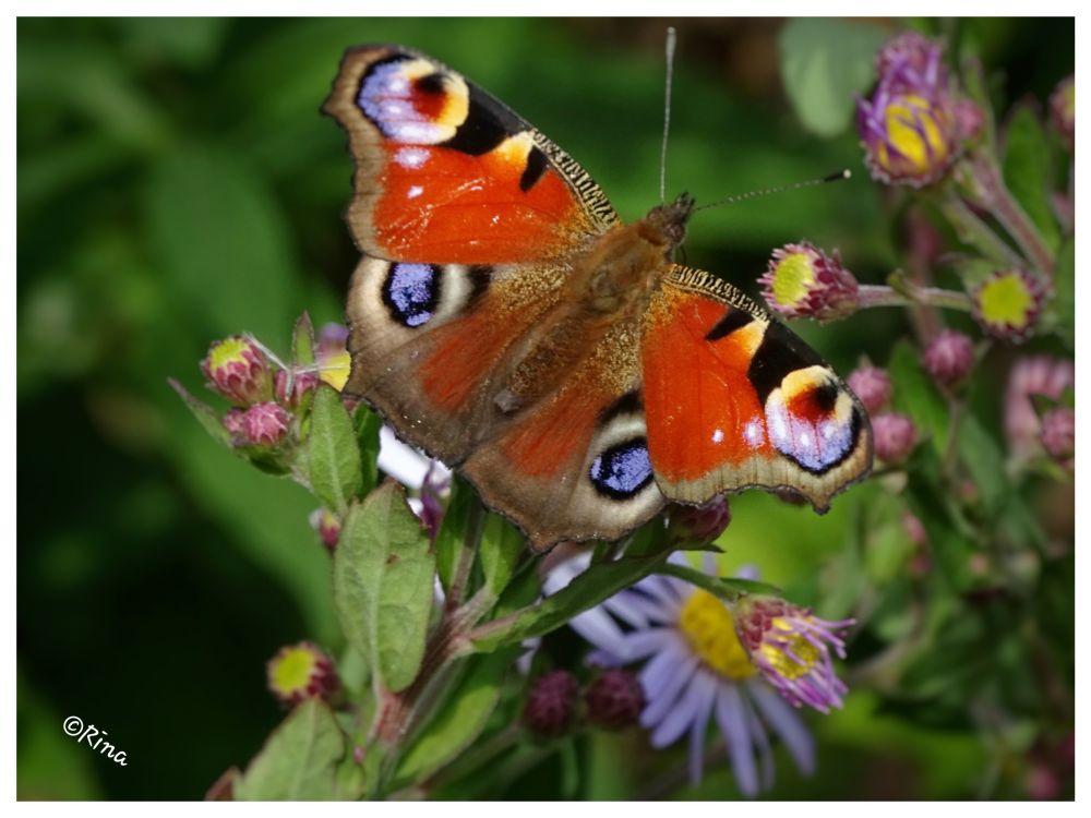 Close-up of a peacock butterfly on wildflowers 