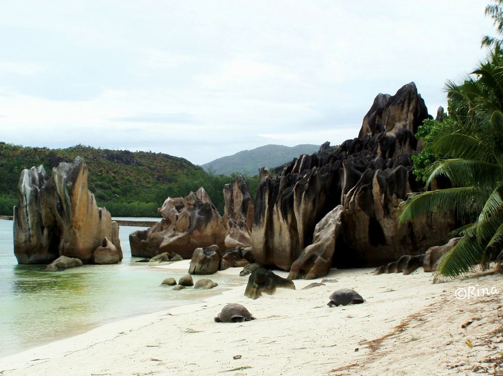 On a beach with very bright sand, two giant tortoises are sitting. With their massive shells, they look like stones. In the background, you can see the granite rocks typical of the Seychelles and wooded shoreline areas.