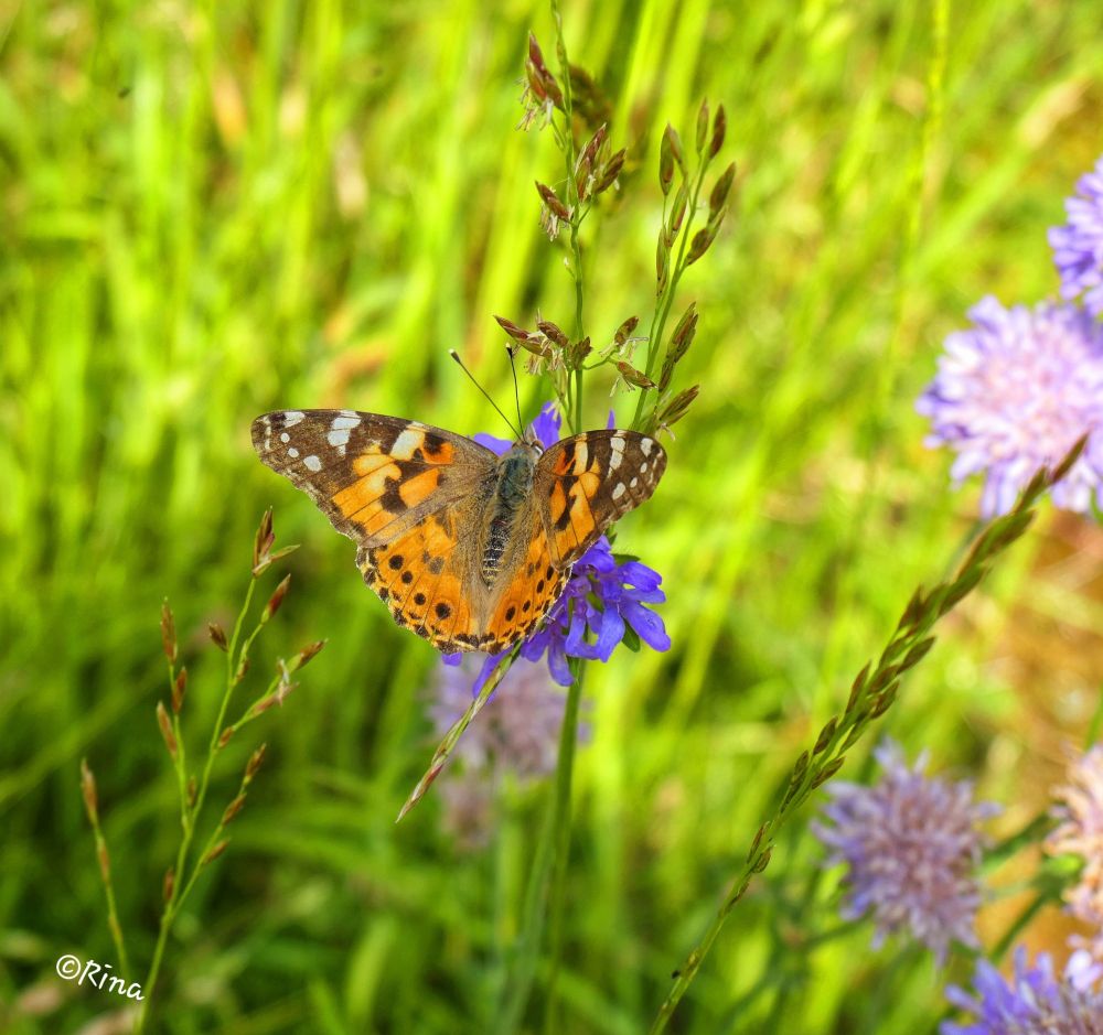 An orange butterfly on a purple flower in the grass.