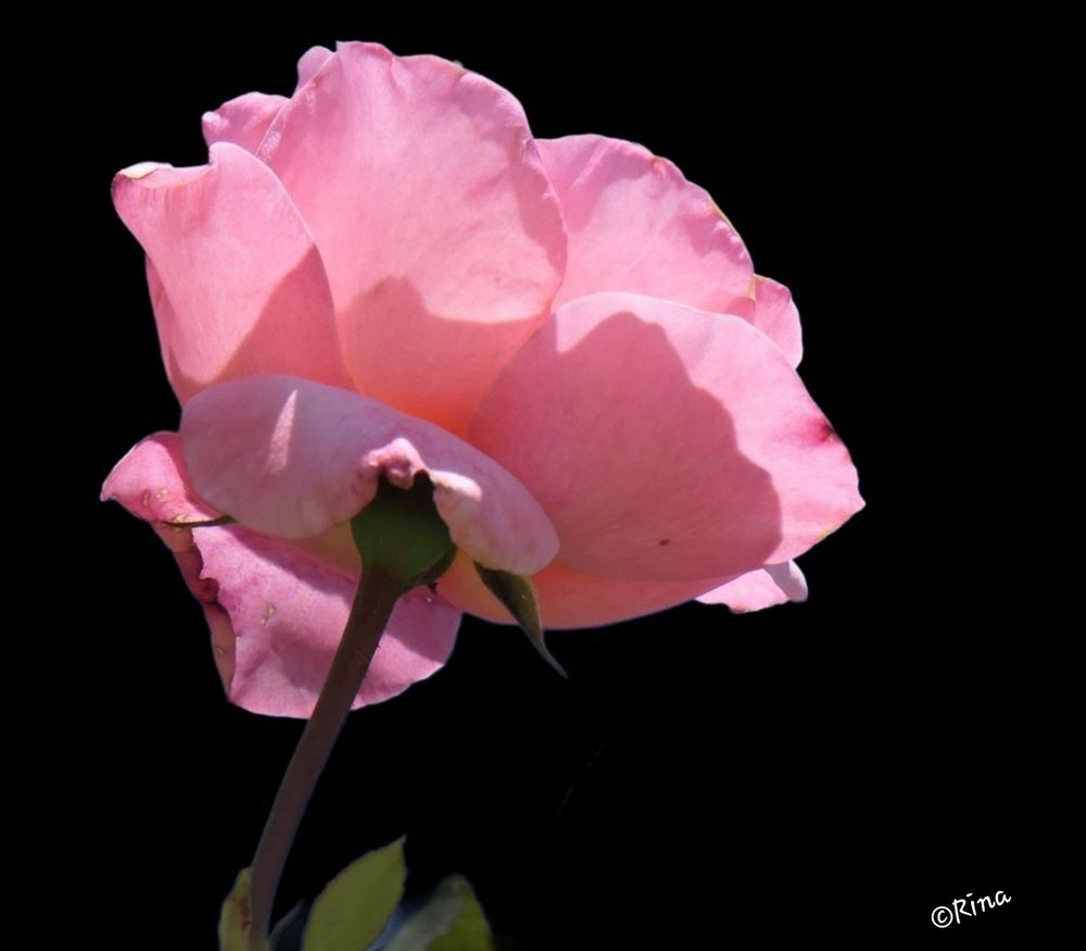 Close-up of a light pink rose. It is illuminated by sunlight, making its petals look particularly delicate. The background is black.