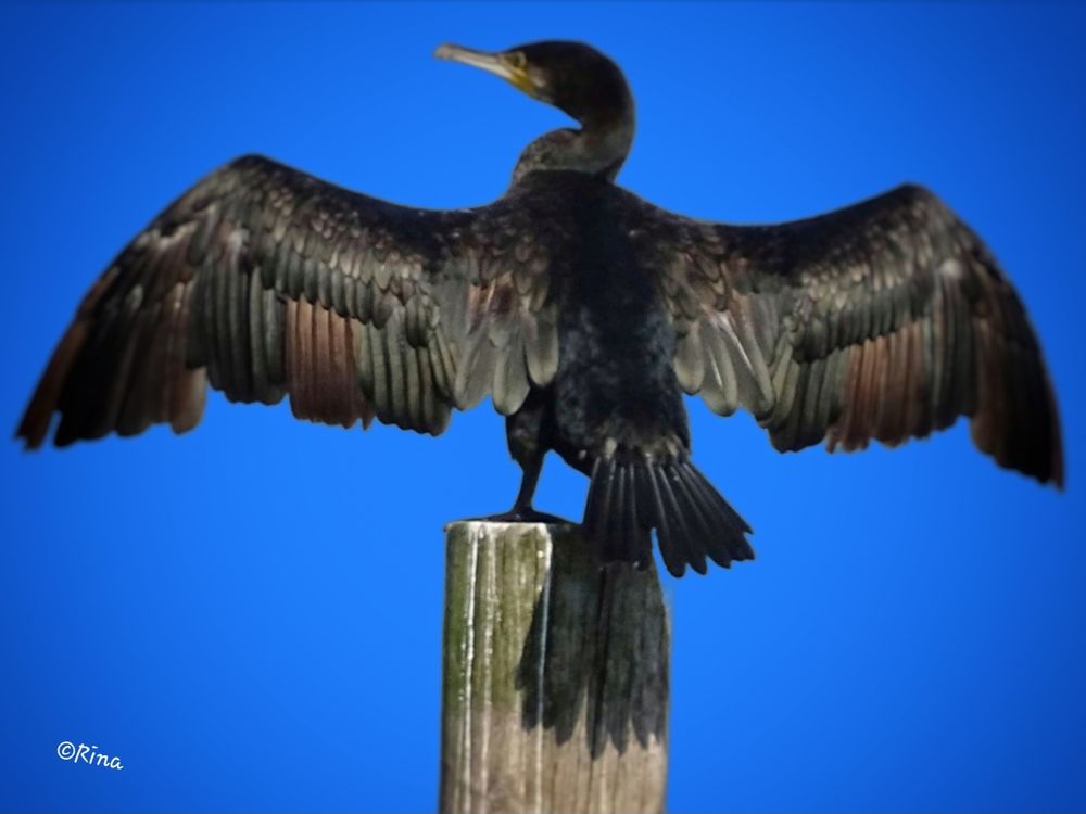 A cormorant is sitting on a wooden pole and spreading its wings to dry, as they are soaked with water. It is captured from behind, and the texture of its feathers is clearly visible. The tail feathers cast a shadow on the pole. The background is blue