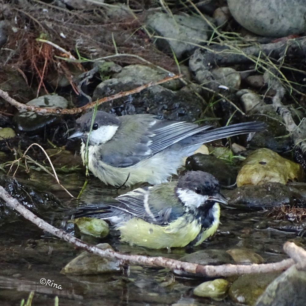 Two great tits are bathing in a puddle between stones, one is looking to the left, the other to the right.