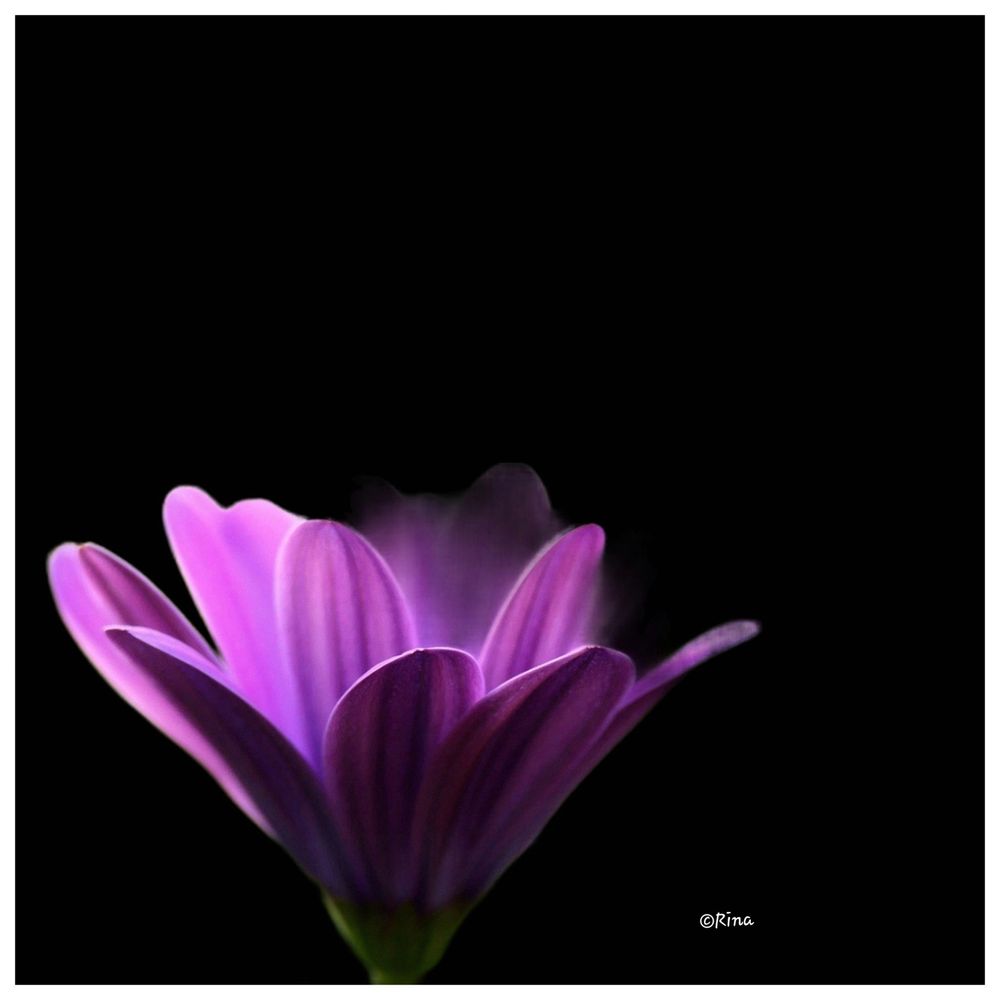 A pink Cape daisy flower that looks as if it were glowing from within, against a black background