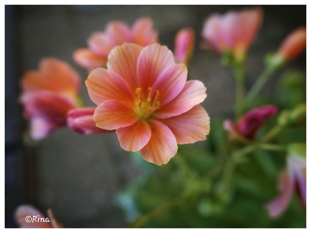 The close-up shows a flowering Lewisia longipetala. In the foreground, a single star-shaped flower with orange-pink petals and yellow stamens in the centre is sharply focused. 
Blurred, similar flowers and buds in various shades of pink and orange are visible in the background and at the edges of the image.