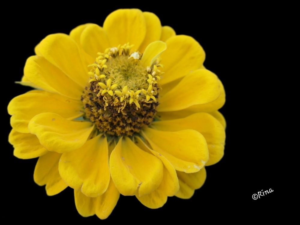 Close-up of a yellow zinnia, the background is black 