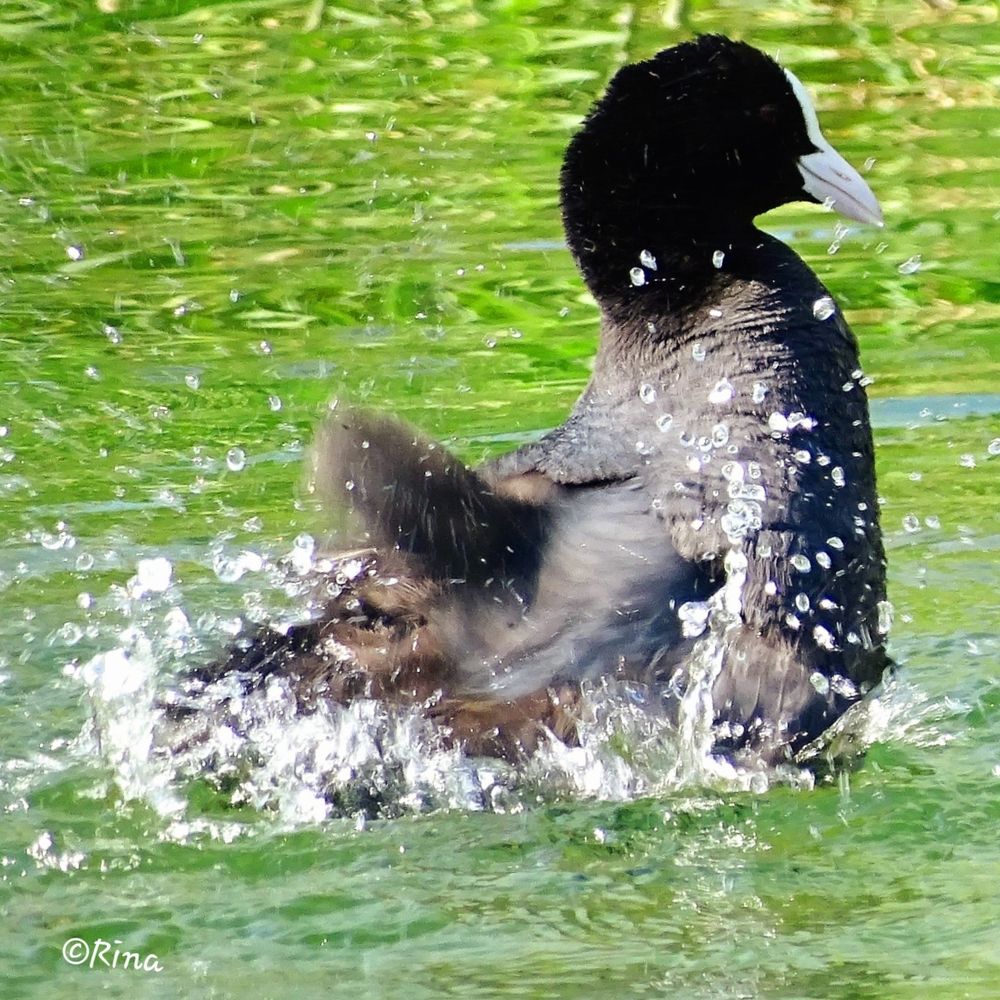 Close-up of a coot bathing in green water. There are many drops of water to be seen 