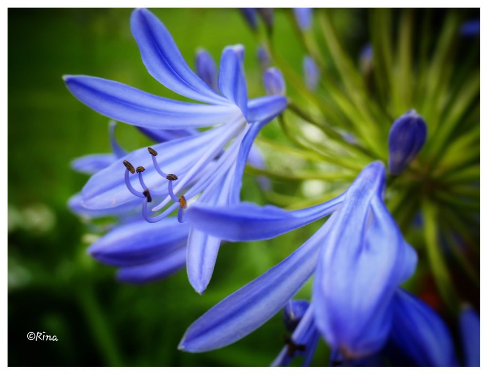 Close-up of blue flowers of an African lily (Agapanthus africanus). The background is blurred green.